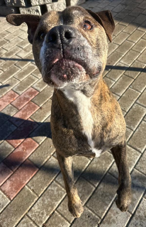 THOR GENTILE PIT Foto 5